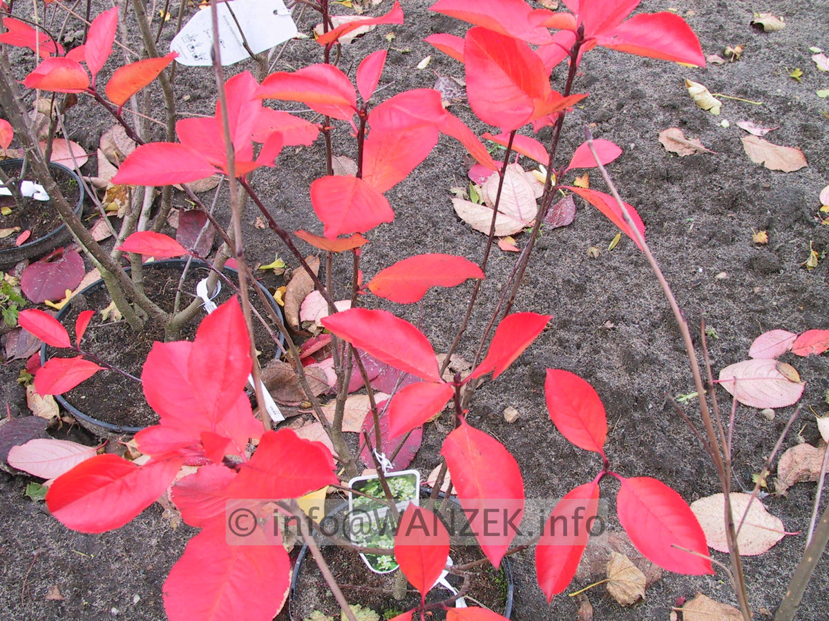 Amelanchier lamarckii Ballerina - Herbst.JPG